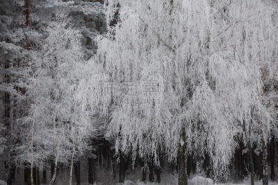 雪,白色,冬天,霜,森林,自然,留白,自然美,察里津区,树