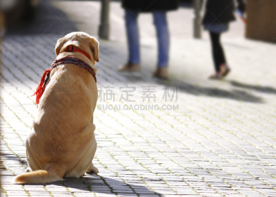 市区路,狗,拉布拉多犬,动物,人,宠物,百叶帘,导游,寻回犬,动物习性