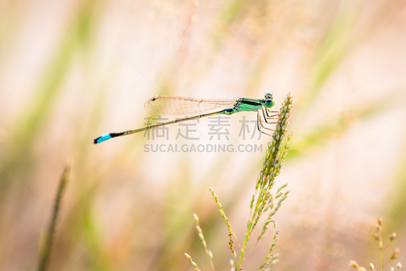 蜻蜓,小的,自然,野生动物,蓝豆娘,水平画幅,绿色,动物身体部位,夏天,翅膀