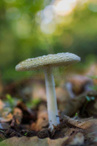瓢蕈,垂直画幅,选择对焦,孢子,无人,户外,特写,前景聚焦,毒蘑菇,树林