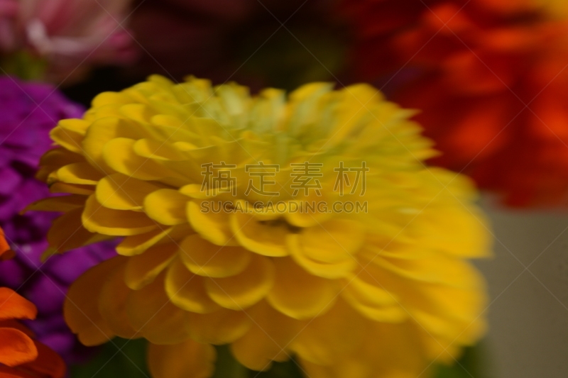 夏天,自然美,春天,植物,万寿菊,背景,自然,红色,季节,图像