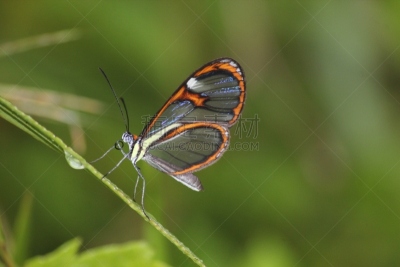 星斑透翅蝶,蝴蝶,透翅蝶蝴蝶,butterfly garden,自然,野生动物,动物发育阶段,水平画幅,生物,动物身体部位