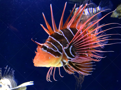蓑鲉,水,水肺潜水,水下,野外动物,动物鳍,白色,礁石,热带气候,动物骨