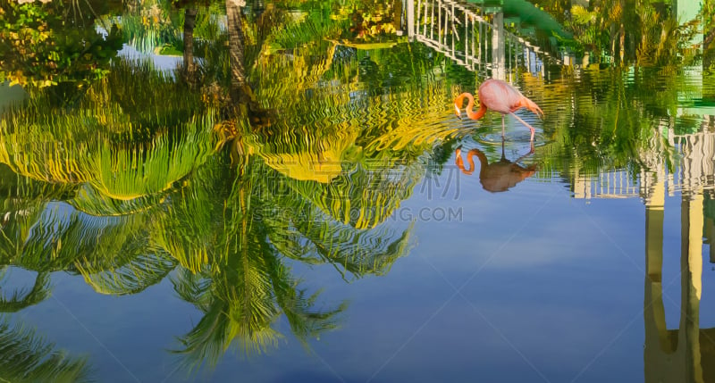 火烈鸟,鸟类,棕榈树,水没脚踝,鸡尾酒,粉色,风景,园林,反射,涉水