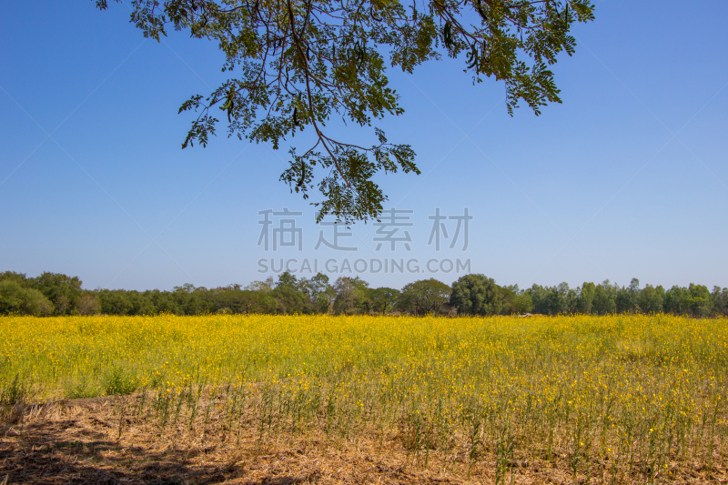 雨豆树,树荫,田地,黄色,自然,天空,水平画幅,无人,蓝色,户外
