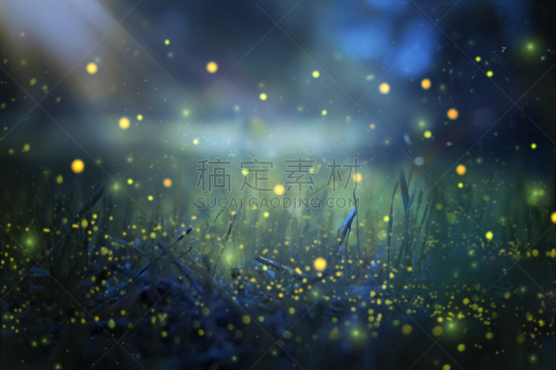 萤火虫,夜晚,童话故事,抽象,飘然,森林,图像,概念,美,艺术