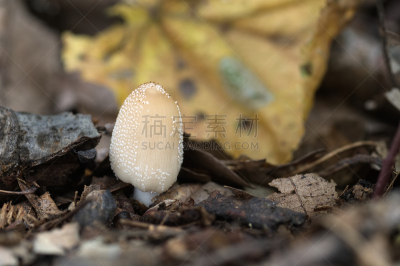 云母片岩,闪亮的,食用菌,蘑菇,鸭舌帽,森林,落叶树,小的,接力赛,晶粒小鬼伞