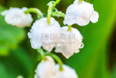 芳香的,百合花,水滴,雨,五月,铃兰,修改系列,自然美,户外,季节