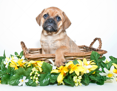 puggle犬,小狗,机敏,水平画幅,可爱的,家畜,白色背景,篮子,幼小动物,犬科的