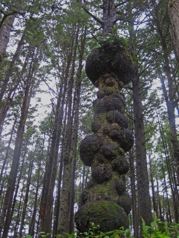 奥林匹克国家公园,奥林匹克山,垂直画幅,华盛顿州,无人,2015年,森林,户外,树,摄影