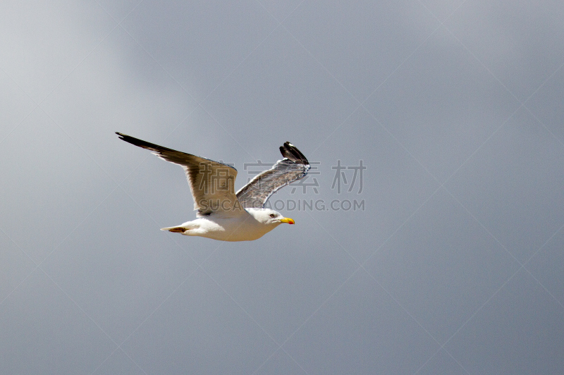 小黑背鸥,海鸥,自然,野生动物,水平画幅,无人,英国,鸟类,野外动物,摄影