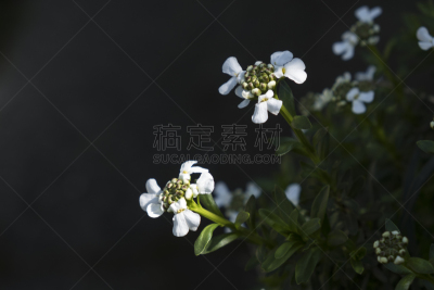 春天,选择对焦,水平画幅,无人,夏天,户外,特写,仅一朵花,花蕾