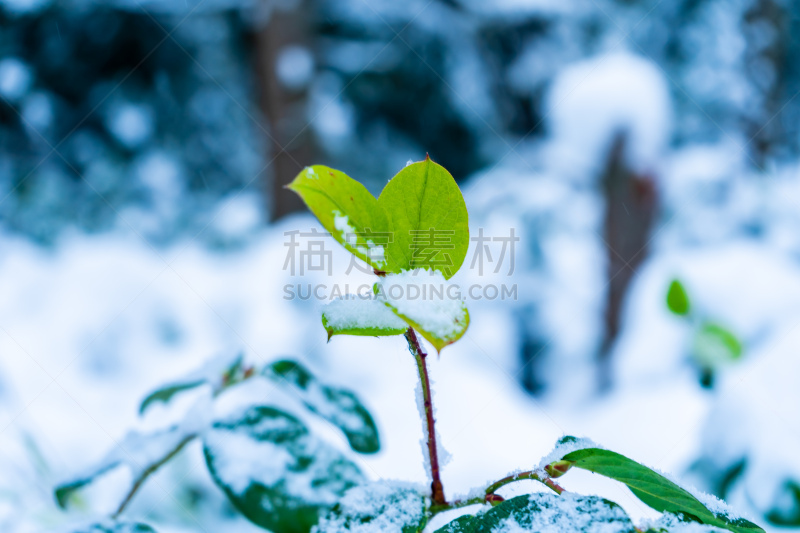 雪,大风雪,植物,公元前,叶子,三角洲,藓沼,森林,生活方式,修改系列