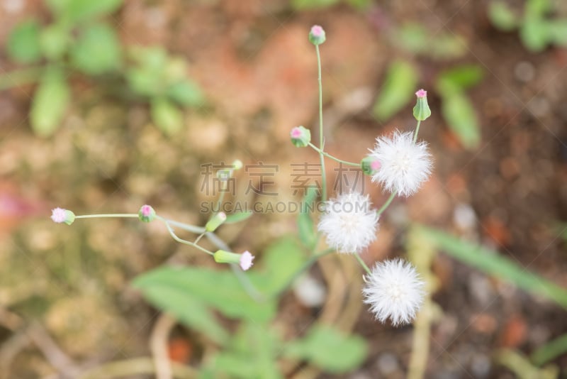 丘比特,特写,植物,欧洲赤松,薰衣草色,褐色,风,水平画幅,无人,泥土