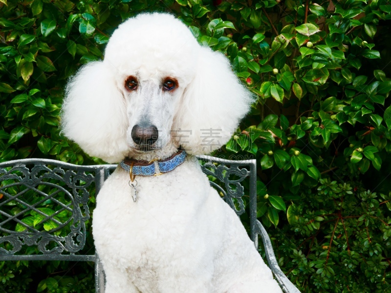 贵宾犬,后院,遛狗师,纯种犬,犬恶丝虫,肖像,受过训练的狗,狗,个人卫生用品,驯狗员