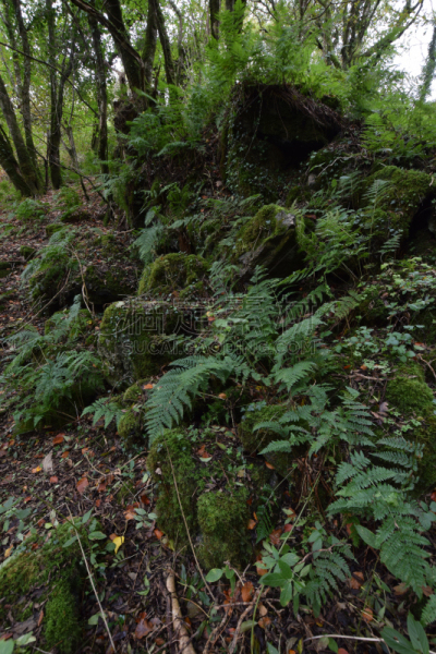 bodmin moor,苔藓,树林,垂直画幅,巨石,无人,英国,户外,废墟,摄影
