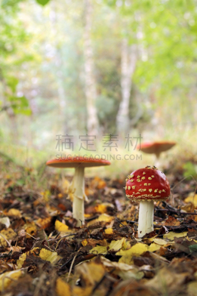 毒蝇菇,橙色伞菌,花园矮人雕像,植物叶柄,伞形毒菌,小精灵,毒蘑菇,垂直画幅,美,褐色
