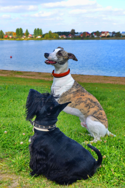 苏格兰粗毛猎狐犬,垂直画幅,寻回犬,梗犬,绘画插图,湿,苏格兰,哺乳纲,狗,乐趣