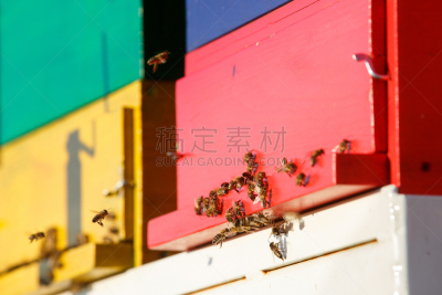 蜜蜂,回击球,家畜,beekeeper,蜂蜡,养蜂,蜂箱,水平画幅,能源,野外动物