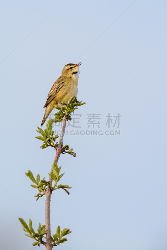 莎草莺,鸣鸟,自然,垂直画幅,天空,无人,鸟类,动物习性,北美歌雀,蓝色背景