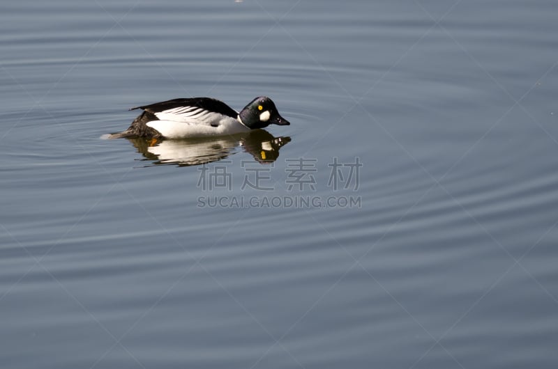 湖,雄性动物,鹊鸭,水,水平画幅,鸟类,野外动物,户外,北美,黄金眼