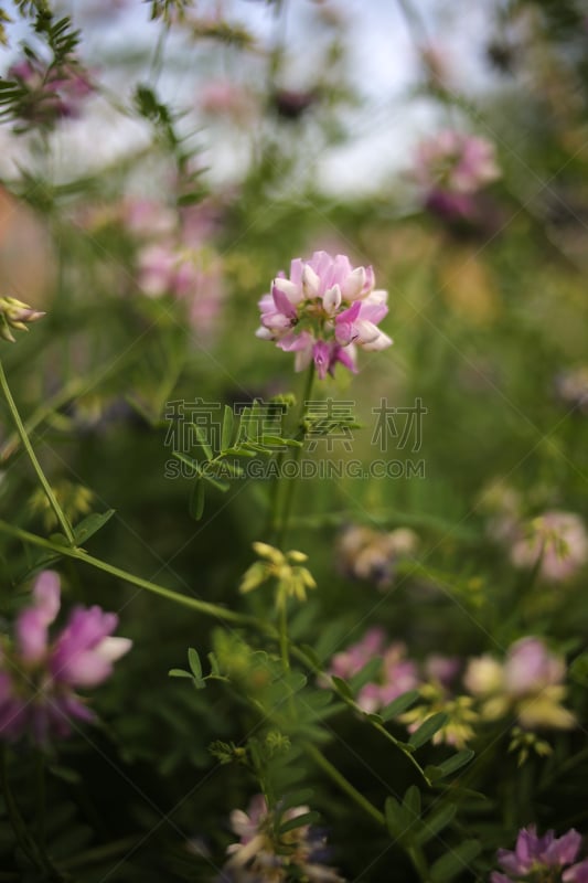 紫色,小寇花,垂直画幅,美,无人,夏天,户外,特写,白色,田地