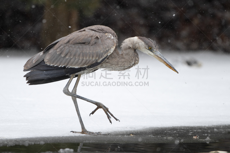 大蓝苍鹭,河流,部分,悄悄接近猎物,捕猎行为,冻结的,river ausable,大本德,省立公园,颈