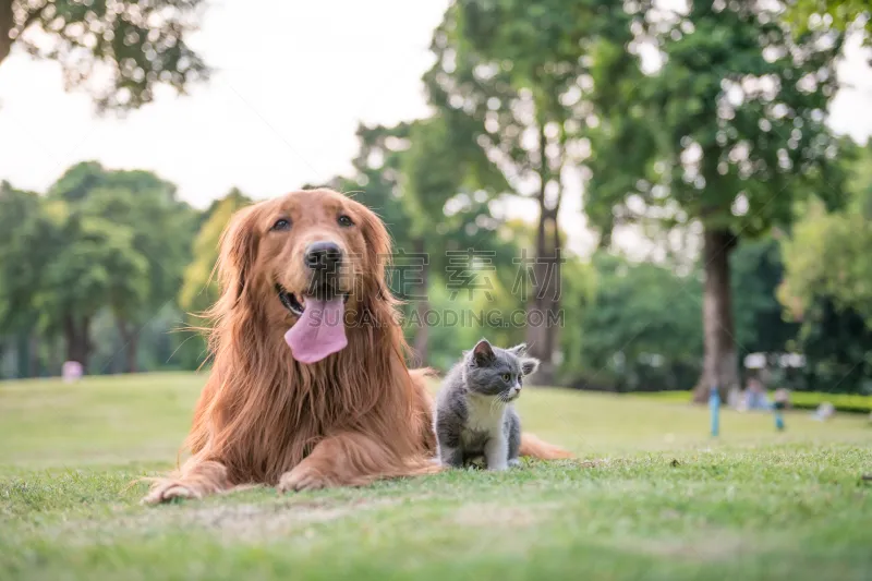 草 小猫 金毛寻回犬 褐色 寻回犬 水平画幅 动物身体部位 哺乳纲 友谊 猫图片素材下载 稿定素材