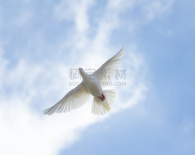 天空,顶部,白色,翎毛,蓝色,自然美,看风景,明亮,信鸽,飞
