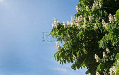 七叶树种子,七叶树,叶子,栗树,天空,美,水平画幅,无人,夏天,户外