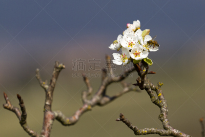 桃树,神牛,褐色,水平画幅,无人,户外,特写,番红花属,花蕾,植物