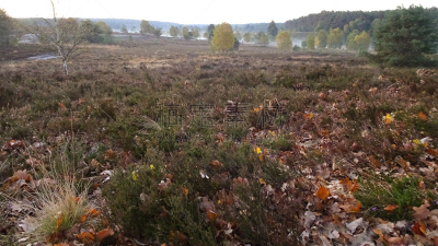 Golden autumn in the Lüneburg Heath near Undeloh