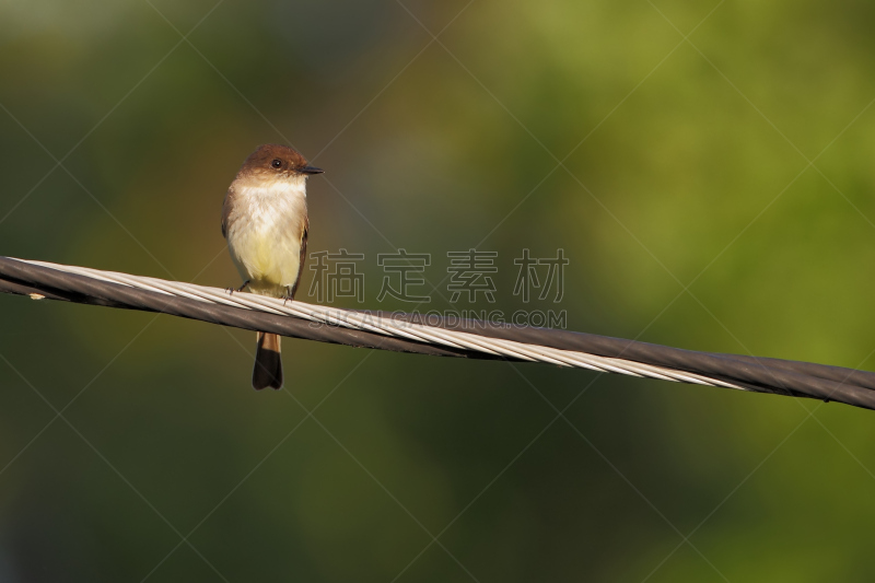 其士美,美国,佛罗里达,东非比,绯鶲,京燕,水平画幅,鸟类,动物身体部位,野外动物