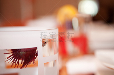 鱼类,昂布鲁瓦托马斯,暹罗斗鱼,动物鳍,水平画幅,橙色,玻璃,淡水,摄影,游泳