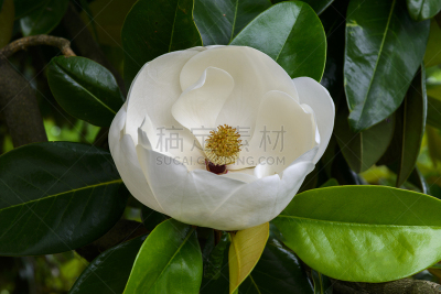 完美,玉兰类,花朵,自然,美,美国,水平画幅,绿色,雄蕊,无人