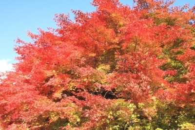 叶子,山梨县,秋天,日本,清里明良,苏格兰高地,天空,里山,水平画幅,无人