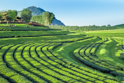 茶树,大吉岭,慕那尔,水平画幅,山,户外,泰国,农作物,田地,植物