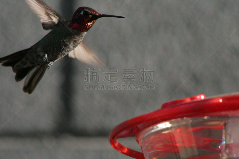 蜂鸟,自然,野生动物,美国,水平画幅,绿色,无人,鸟类,红玉喉北蜂鸟,幼小动物