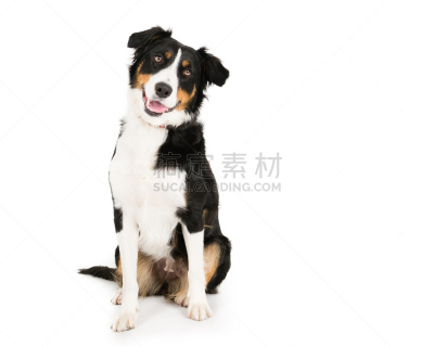 柯利牧羊犬,旺角弥敦道,宠物,水平画幅,可爱的,家畜,动物家庭,动物,小狗,狗