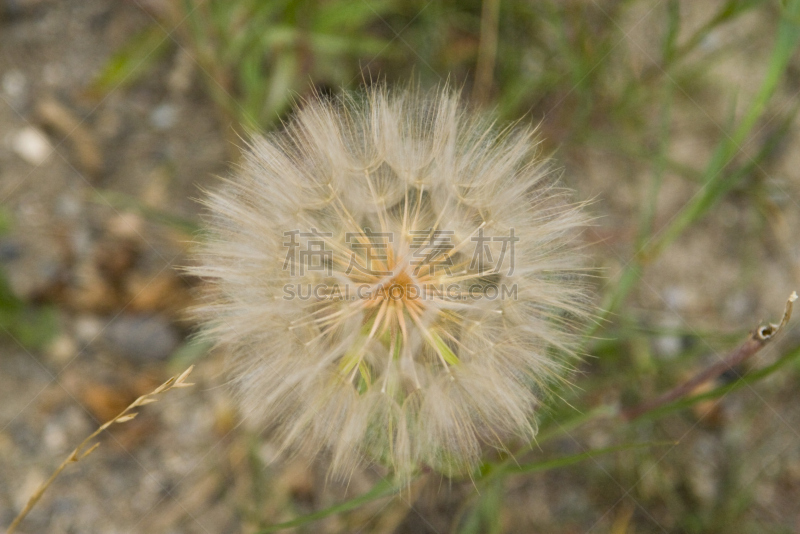 蒲公英,自然,水平画幅,蒲公英种子,无人,户外,野生植物,仅一朵花,鸭跖草,风景