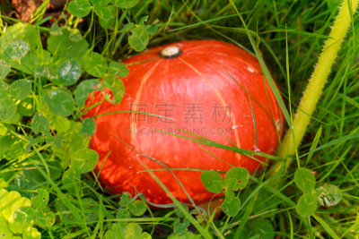 南瓜,田地,色彩鲜艳,糖南瓜馅饼,巨无霸的南瓜,水平画幅,素食,泥土,户外,明亮