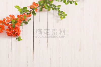 白色,木制,红色,背景,皱皮木瓜,瑞属拉普兰,花序,美,边框,艺术