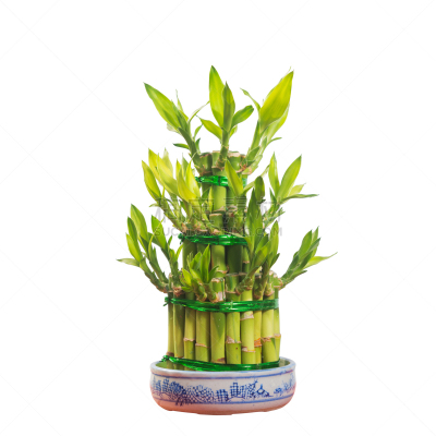 盆栽植物,富贵竹,无人,室内植物,活力,常春藤,植物,热带气候,常绿树,植物学