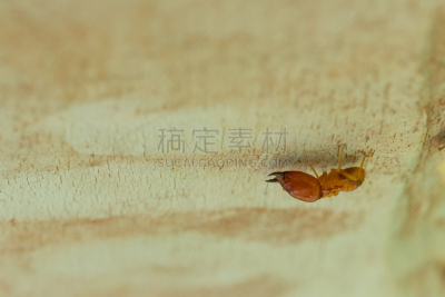白蚁,微距,木制,住房,特写,背景,损坏的,自然,褐色,式样