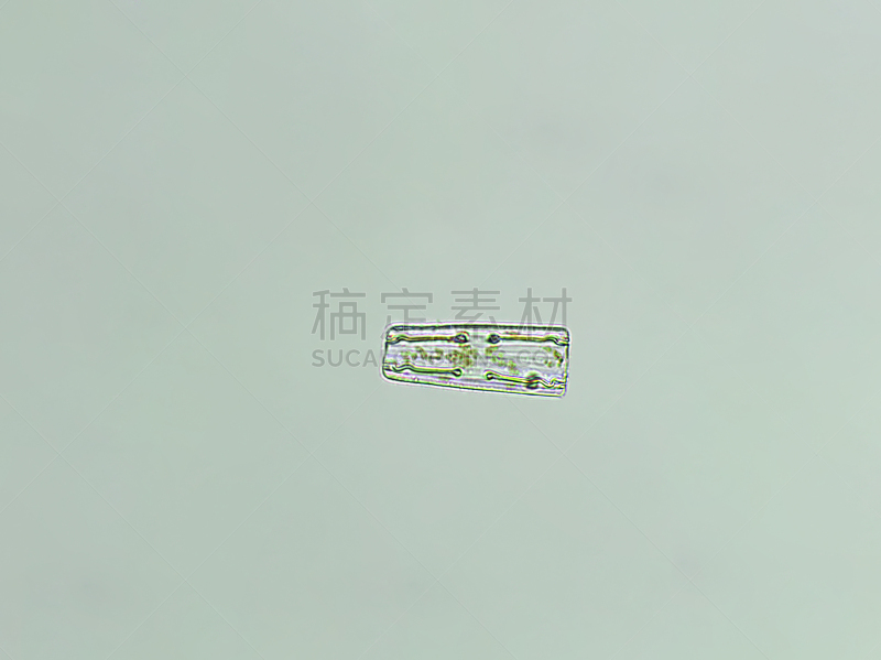 藻类,放大效果,信笺针,在下面,生物燃料,显微镜,科学实验,生物课,细胞,池塘
