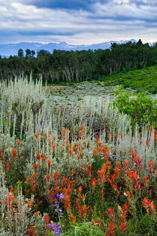 野花,风景,埃尔克山,咆哮叉山谷,玛尔露恩贝尔峰,大角鹿山脉,山艾树,科罗拉多州,阿斯彭,垂直画幅