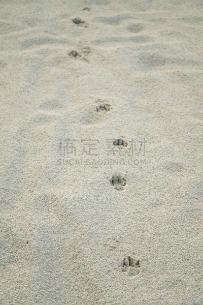 狗,脚印,垂直画幅,留白,爪印,沙子,爪子,动物身体部位,夏天,户外