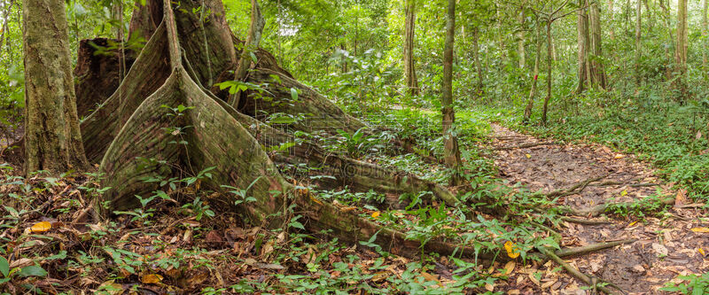 Buttress tree roots in rainforest