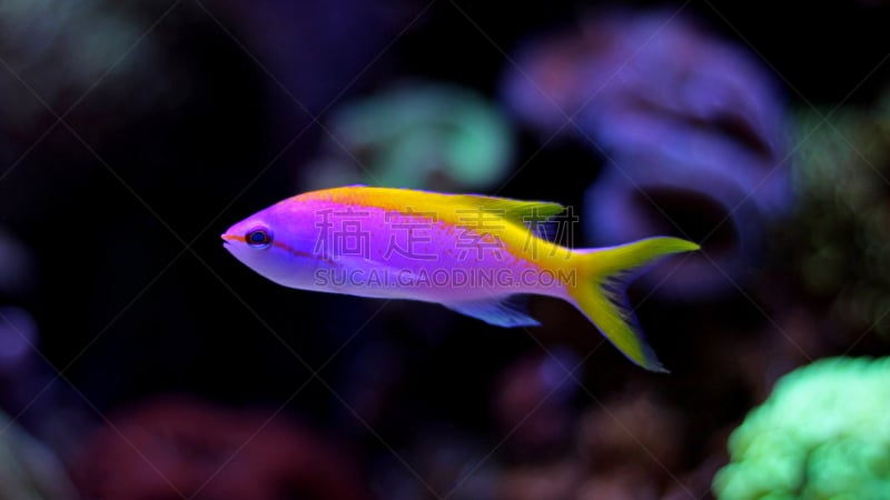 anthias fish,细斑石斑鱼,鱼缸,马尔代夫,礁石,水族馆,热带鱼,水,水平画幅,形状