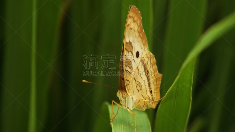 白孔雀铗蝶,关塔那摩,白孔雀,自然,褐色,水平画幅,绿色,蝴蝶,无人